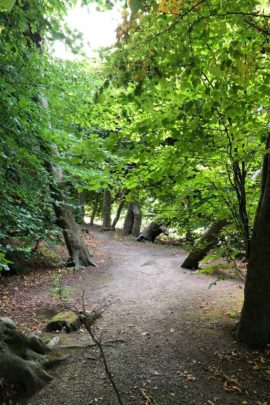 Inside an ancient beech hedge at Kilruddery Garden Co. Wicklow