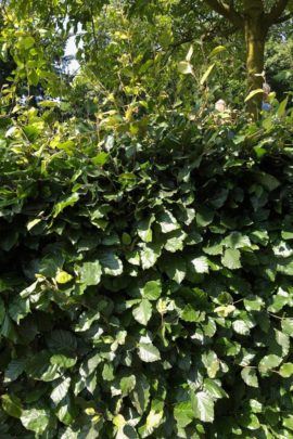 Beech Hedge