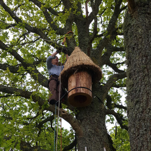 Beehive Hanging In Tree