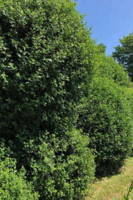 Cloud Pruned Holly Hedge