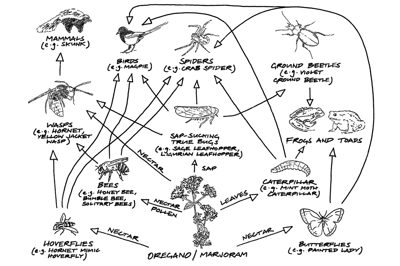 The Oregano Foodweb