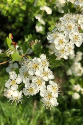 Hawthorn Hedge