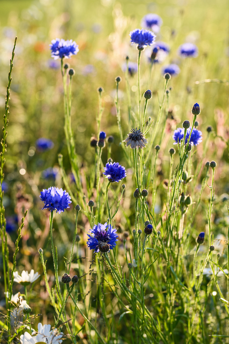 Chapel House, Wiltshire (14th June 2023)