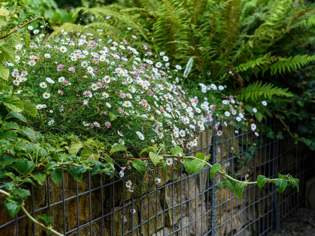 Secluded Valley Flowers