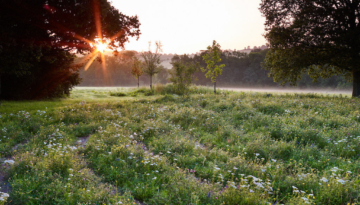 Sussex Garden3