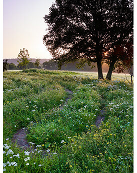 The Telegraph January 2021