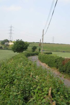 William Daniel Hedgelaying Elm Hedge after 1 year regrowth