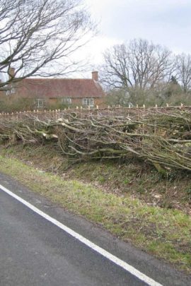 William Daniel National Champion Hedgelayer Hornbeam Hedge newly laid