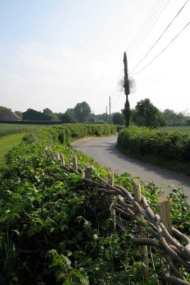 William Daniel National Champion Hedgelayer Elm Hedge after 1 year regrowth