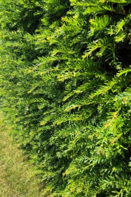 Yew Hedge