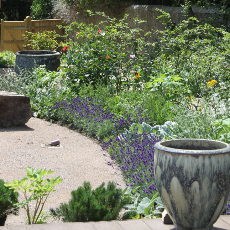 Blackthorn Healing Curved Lines