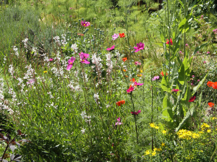 Blackthorn Healing Planting