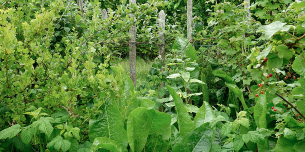 Chestnut Paling Fence Chestnut Paling Fence