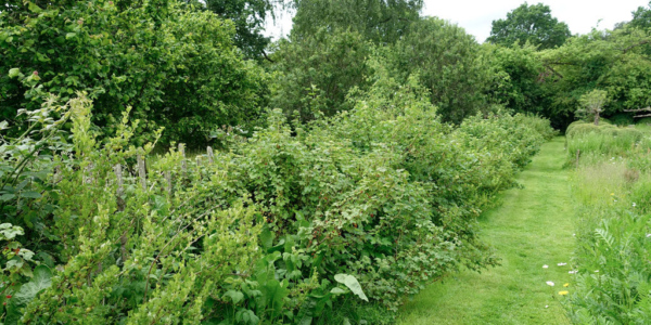 Edible Hedge Wild Edible Hedge Wild
