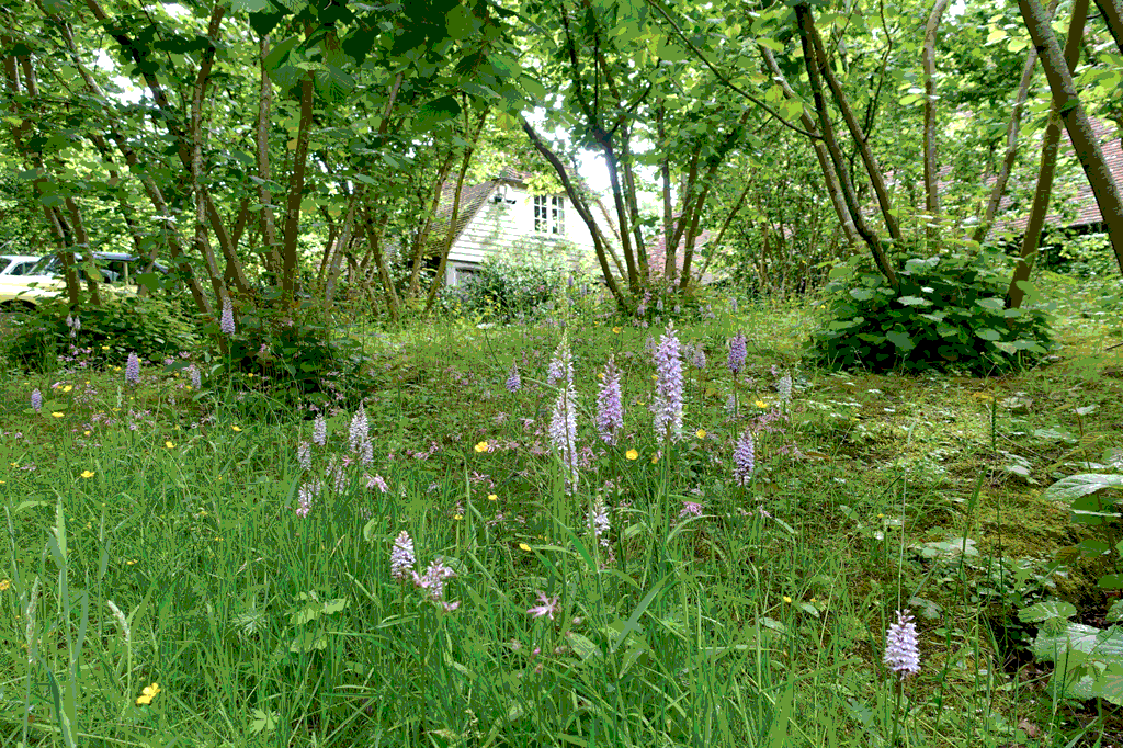 Foxglove Meadow Home Cover