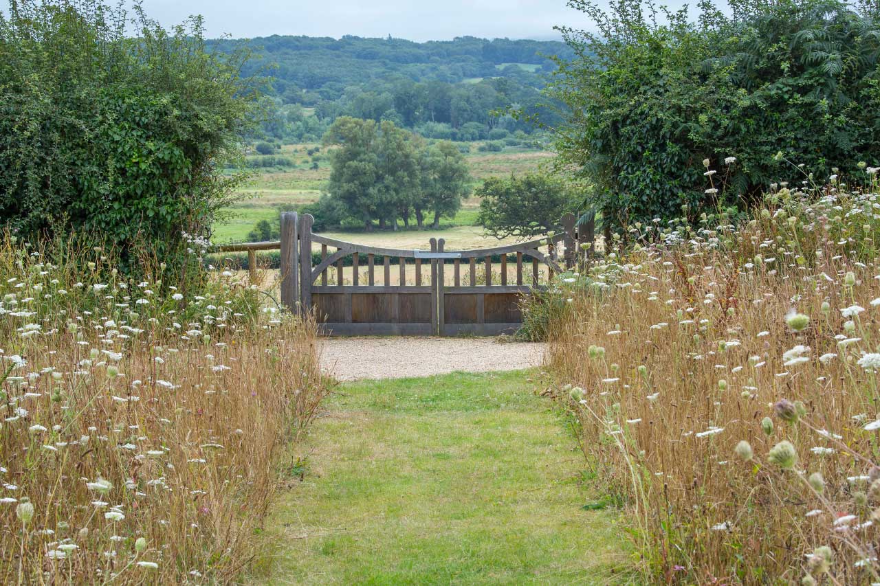 Mown Paths Through Wildflower