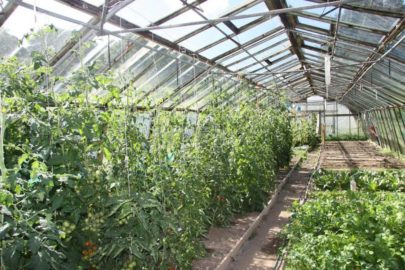 Organic Vegetable Growing Organic Vegetable Growing