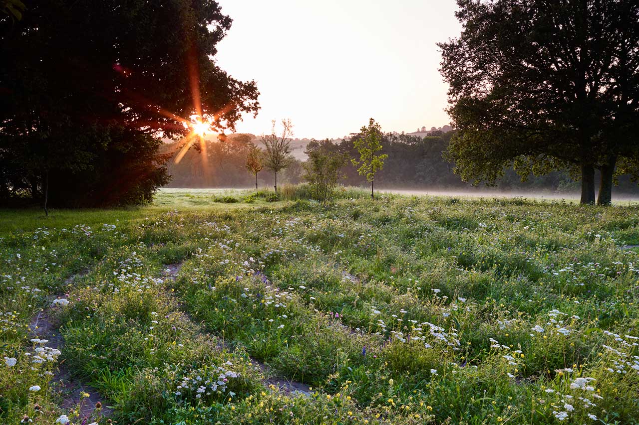 Wildflower Sunset Danegate